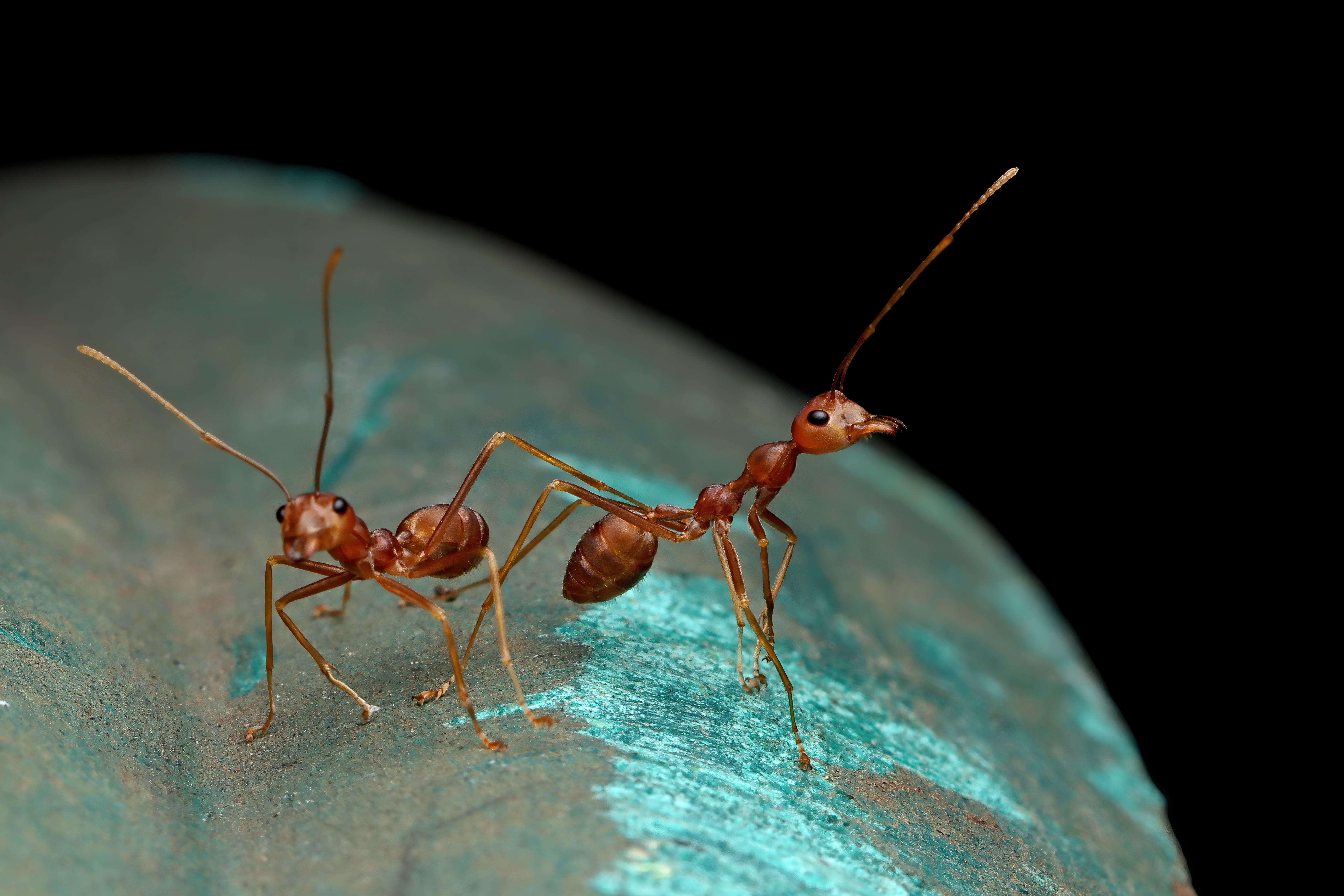Imagem Planeta tem 20 quatrilhões de formigas