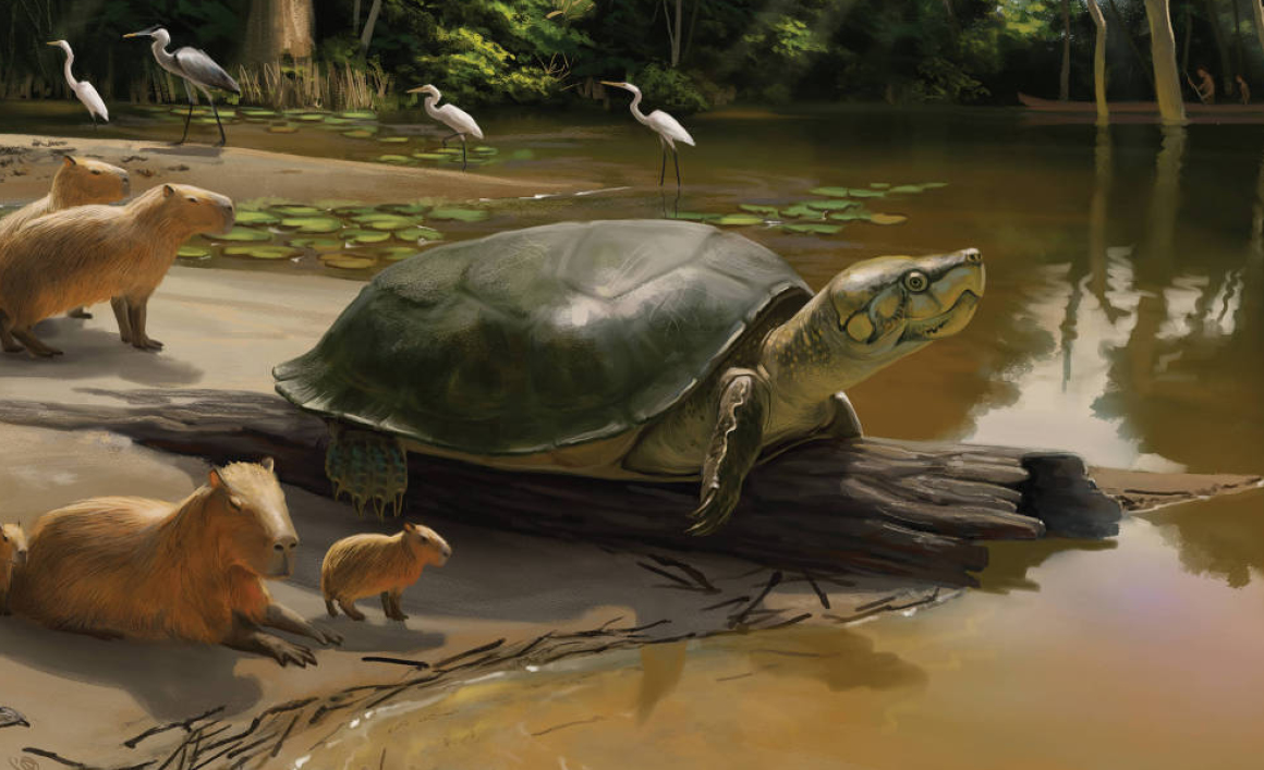 Fóssil de tartaruga gigante é encontrado na Amazônia