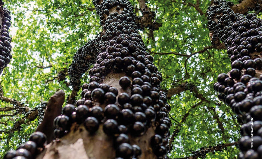 Jabuticaba está entre as melhores frutas do planeta