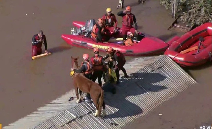 Imagem Cavalo Caramelo é resgatado de bote no Rio Grande do Sul
