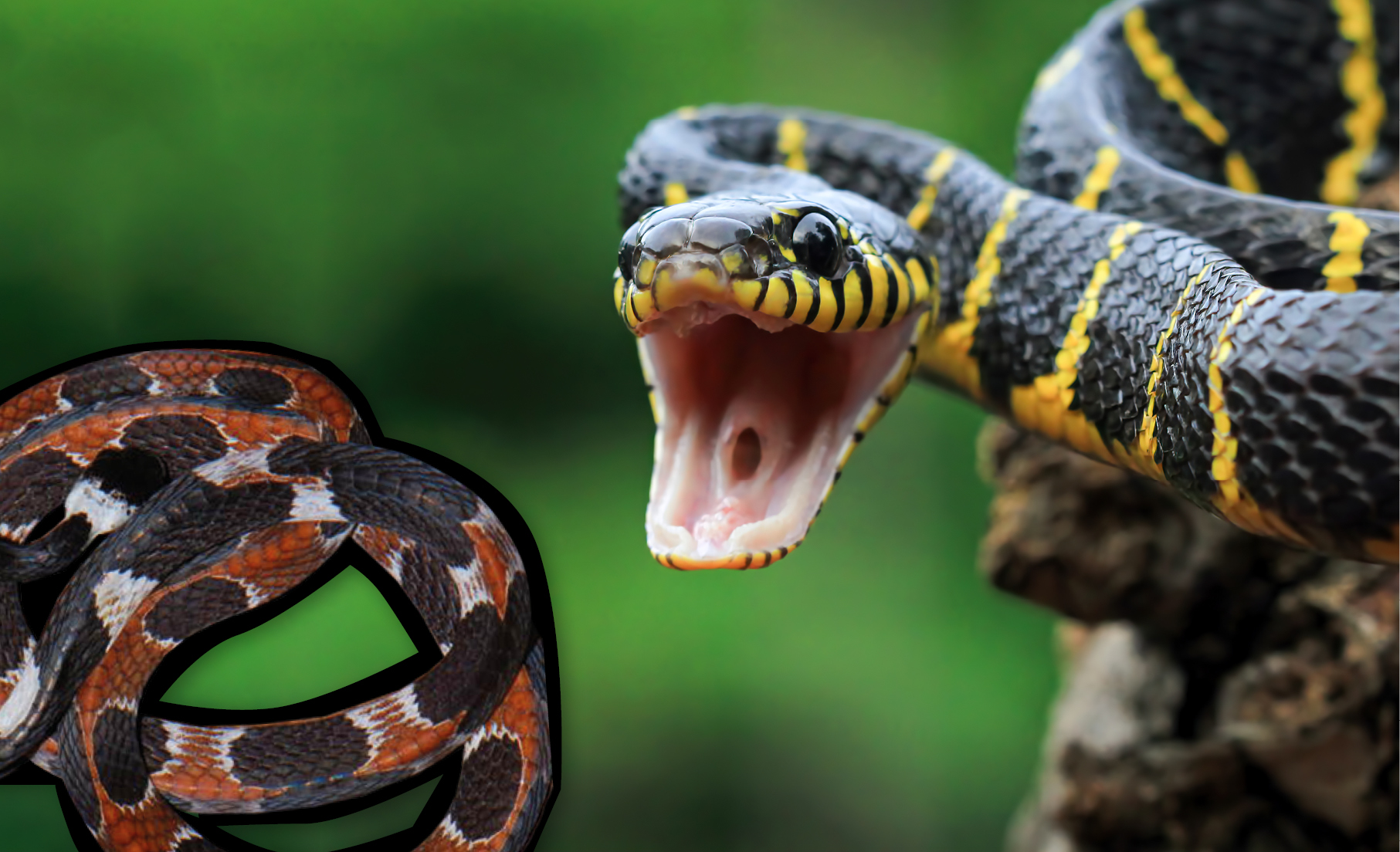 Grito de cobra é registrado pela primeira vez na América do Sul