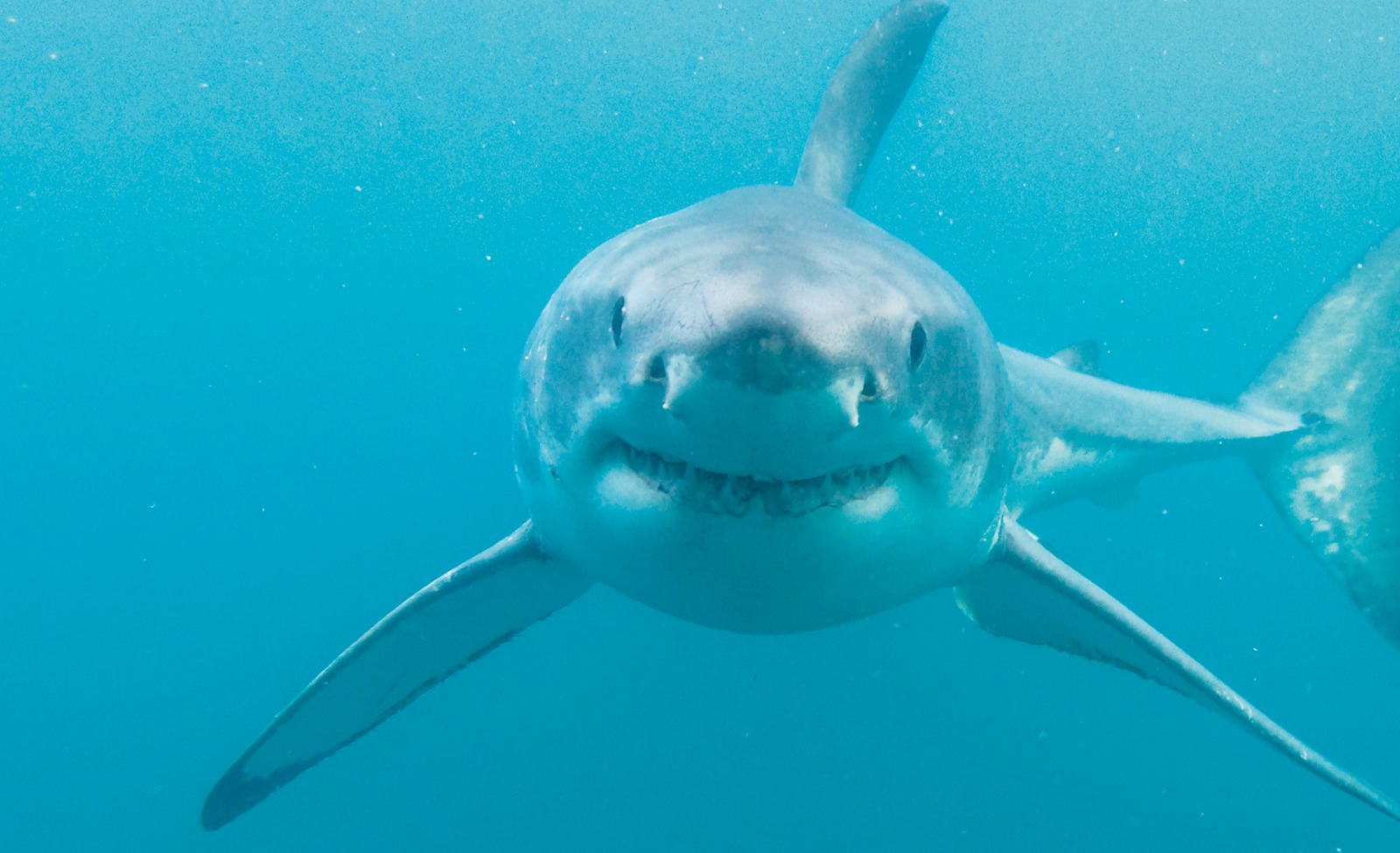 Tubarões não são os culpados por atacar os humanos