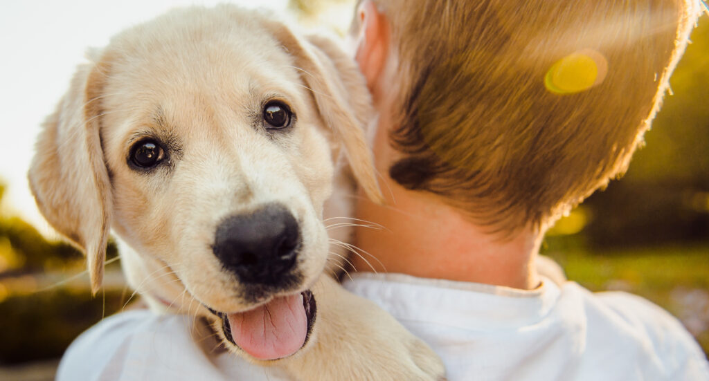 Imagem Cães produzem lágrimas de alegria ao reencontrar tutores