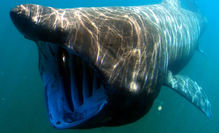 Tubarão-elefante é fotografado em Portugal