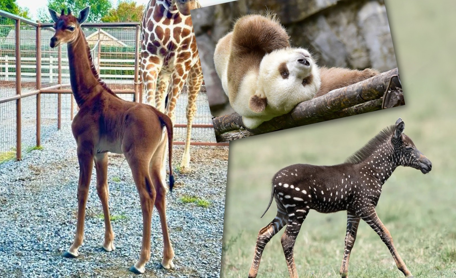 Girafa nasce sem manchas em zoológico dos Estados Unidos