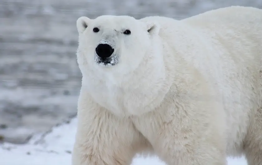 Ursos polares podem desaparecer no Canadá