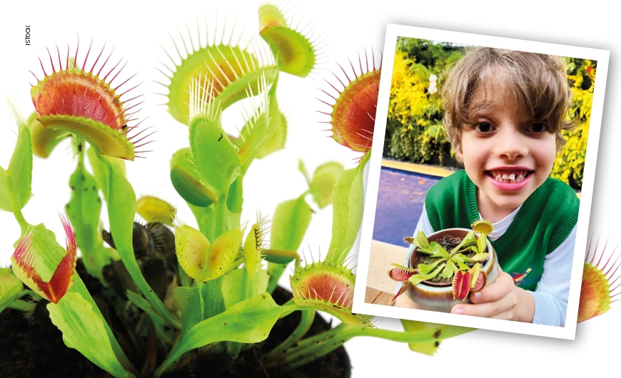 Imagem Por dentro das plantas carnívoras