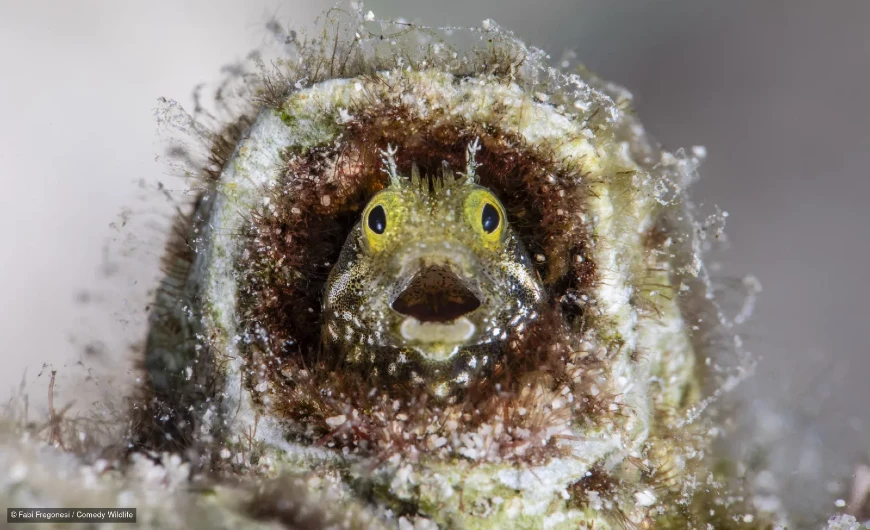 Imagem Qual animal é o mais engraçado?
